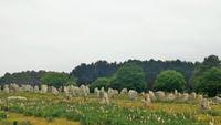 Menhir Felder von Carnac