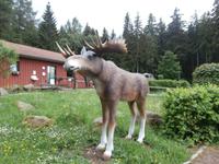 Schierke-der Harzelch