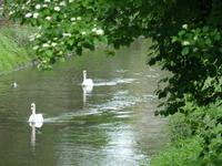 wenn ich ein Schwan währ...
