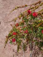 009 Sardinien - ein Zylinderputzerbaum