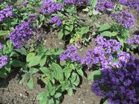 Im Kräutergarten finden wir auch die Vanilleblume