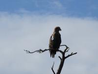 Seeadler vor Garinish