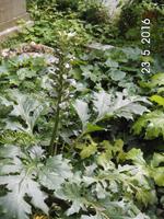 Akantusblätter-uns von den korinthischen Säulen her bekannt