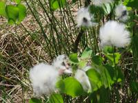 Hochmoor Viru raba des Lahemaa-Nationalpark