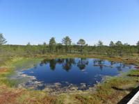Im Hochmoor Viru raba des Lahemaa-Nationalpark
