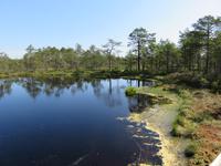 Im Hochmoor Viru raba des Lahemaa-Nationalpark