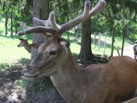 Am Hirschgehege auf der Hohen Wand