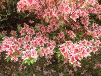 The Lost Gardens of Heligan