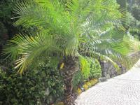 Botan. Gärten Trauttmannsdorf