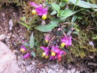 Weg zur Felixer Alm - Zwergbuchs