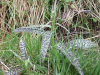 Weg zur Felixer Alm - Orchidee