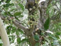 Jardin Botanico - Teneriffa