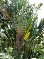 Jardin Botanico - Teneriffa