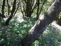 Jeep Safari - La Gomera