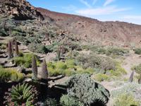 Nationalpark Teide - Teneriffa