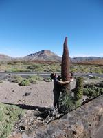 Nationalpark Teide - Teneriffa