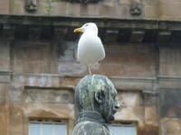 Glasgow - Prince Albert mit Möwe