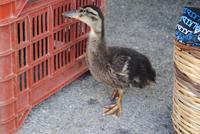 Mittelmeerkreuzfahrt mit Mein Schiff 2 (131)