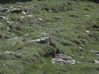 Vall de Nuria - endlich gesichtet: Murmeltier