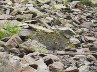 Vall del Riu - Bergrose