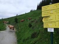 Auf der Maurachalm