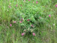 Glacier-Bernina-Reise, Ausflug ins Engadin, Blumenwiese in Guarda
