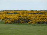 Fort Georg - Ginster