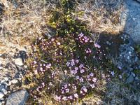 Nordkap-Sommerblumen