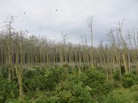 Reiher und Kormorane auf der Kurischen Nehrung