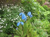Im Garten von 'Petra's Steinhaus'