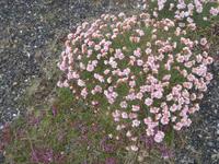 Steinnelken und Thymian am Strand