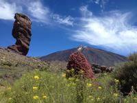 Teide und Orotava  (25)