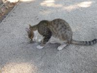 kleineBewohner von Erice