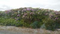 Hecken von wildem Rhododendron