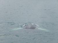 Island 14.-21.06.2016