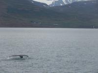 nah zu sehen... die Schwanzflosse eines Wales