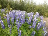 Alaska Lupine