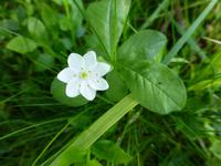 Rannoch Moor - Siebenstern
