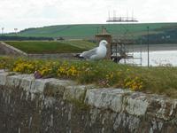 Möwe in Fort George