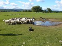 Vorführung beim Schäfer