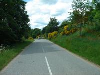 Stechginster im Nationalpark