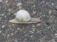 Baltikum, Lettland, Gauja-NP