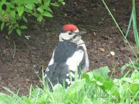 Baltikum, Lettland, Gauja-NP, Turaida