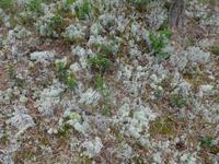 Baltikum, Estland, Lahemaa-NP