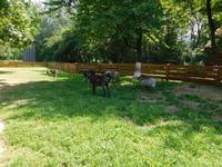 Ziegen im Freillichtmuseum