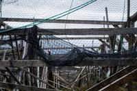 Gestelle zum Trocknen der Stockfische bei Hammerfest