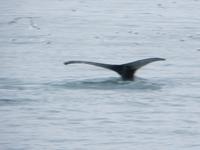 16.06.2016: Husavik - Walbeobachtungstour