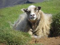 21.06.2016: auf den Westmänner Inseln