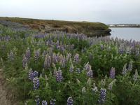 16.06.2016: Raufarhöfn oder das Ende Islands