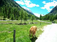 Pferdekutschfahrt ins Val Roseg